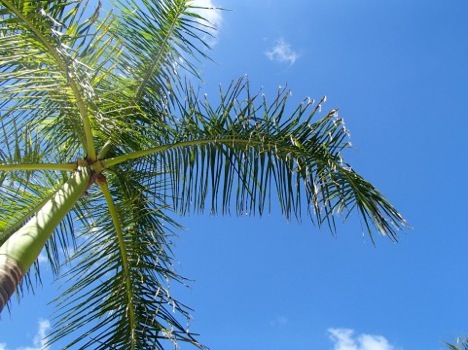 aloha